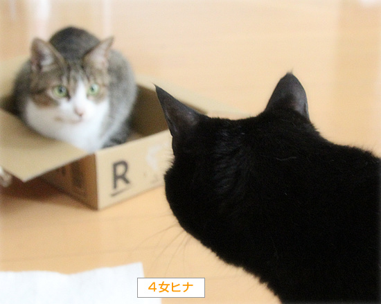 箱は誰のもの?_a0389088_18232996.jpg
