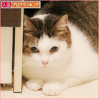 雷雨の猫たち_a0389088_18233112.jpg
