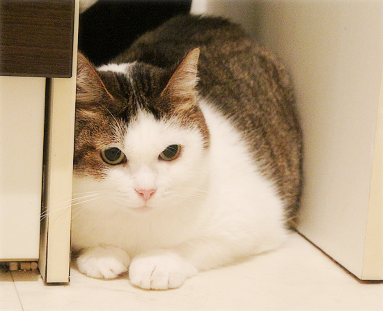 雷雨の猫たち_a0389088_18233131.jpg
