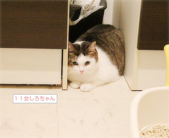 雷雨の猫たち_a0389088_18233156.jpg