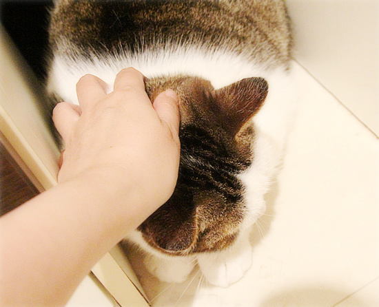 雷雨の猫たち_a0389088_18233164.jpg