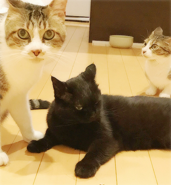 もしゃの面影_a0389088_18233807.jpg