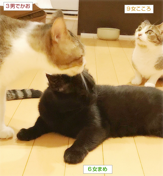 もしゃの面影_a0389088_18233865.jpg