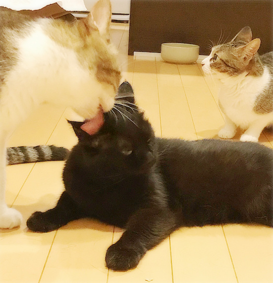 もしゃの面影_a0389088_18233876.jpg