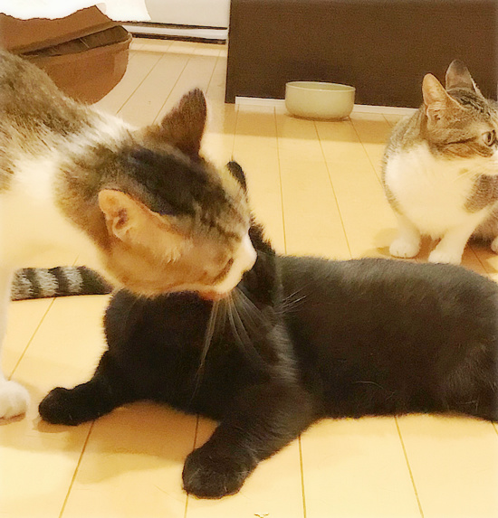 もしゃの面影_a0389088_18233885.jpg