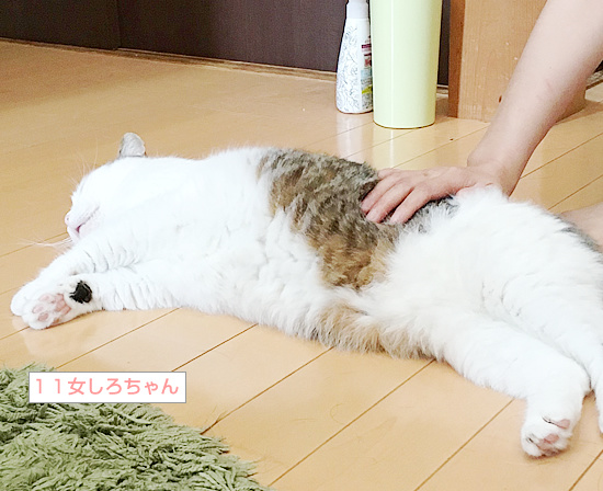 暑い・・・?熱い・・・?_a0389088_18233926.jpg