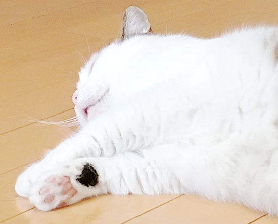暑い・・・?熱い・・・?_a0389088_18233961.jpg
