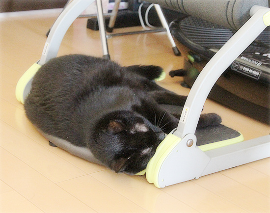 腹筋を鍛える猫_a0389088_18234060.jpg