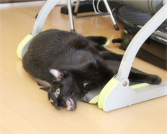 腹筋を鍛える猫_a0389088_18234079.jpg
