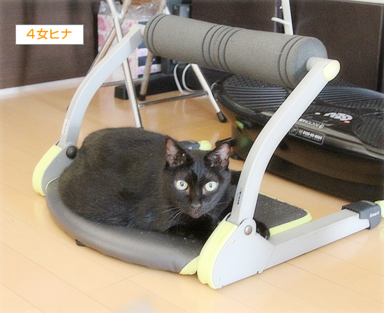 腹筋を鍛える猫_a0389088_18234094.jpg