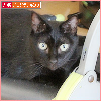 腹筋を鍛える猫_a0389088_18234101.jpg