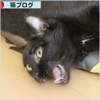 腹筋を鍛える猫_a0389088_18234111.jpg