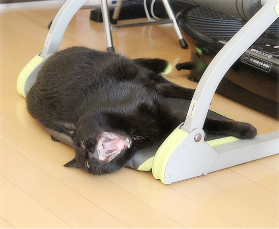 腹筋を鍛える猫_a0389088_18234153.jpg