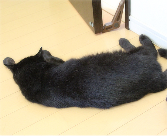 夢の競演_a0389088_18234226.jpg
