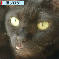 世界猫の日_a0389088_18234411.jpg