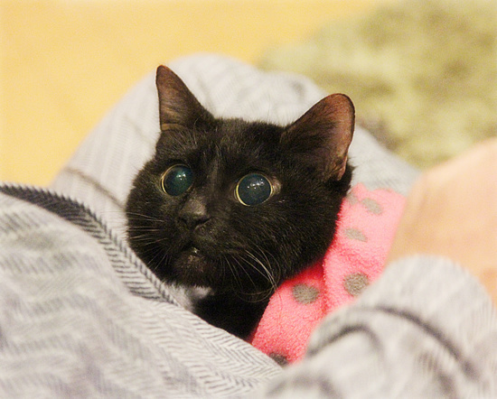 世界猫の日_a0389088_18234479.jpg