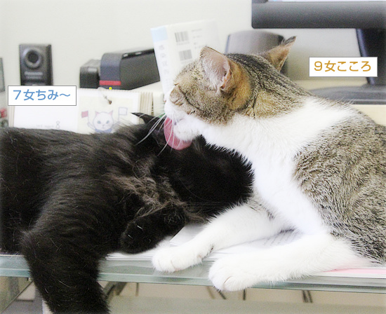 子猫同士のかけひき_a0389088_18234567.jpg