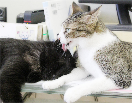 子猫同士のかけひき_a0389088_18234598.jpg