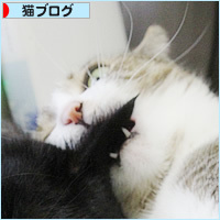 子猫同士のかけひき_a0389088_18234631.jpg