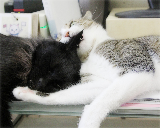 子猫同士のかけひき_a0389088_18234641.jpg