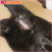 猫の寝相_a0389088_18235409.jpg