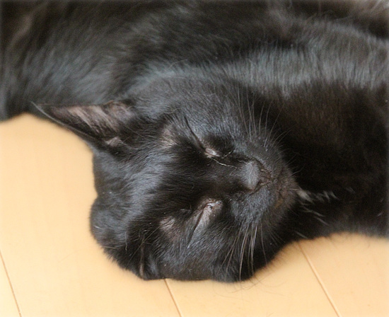 猫の寝相_a0389088_18235419.jpg