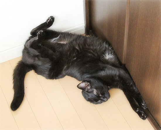 猫の寝相_a0389088_18235454.jpg