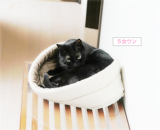 廊下カフェ、プレオープン_a0389088_18235795.jpg
