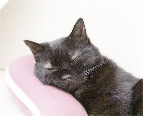 新しい巣_a0389088_18235831.jpg