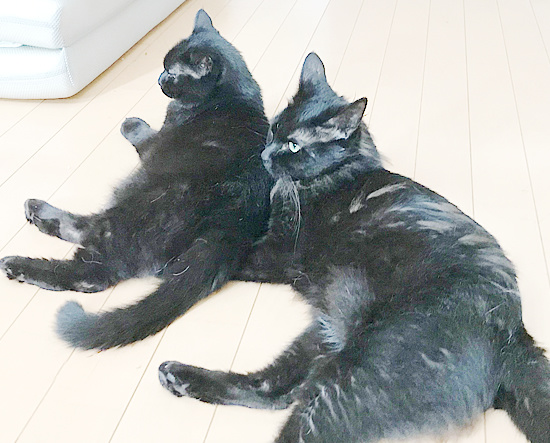 あまえ上手_a0389088_18240556.jpg