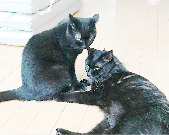 あまえ上手_a0389088_18240558.jpg