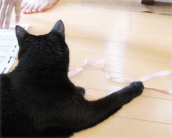 キャットタワー、キター!_a0389088_18240705.jpg
