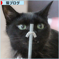 キャットタワー、キター!_a0389088_18240722.jpg