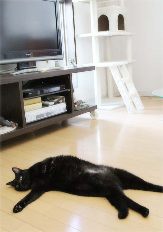 キャットタワー、キター!_a0389088_18240759.jpg