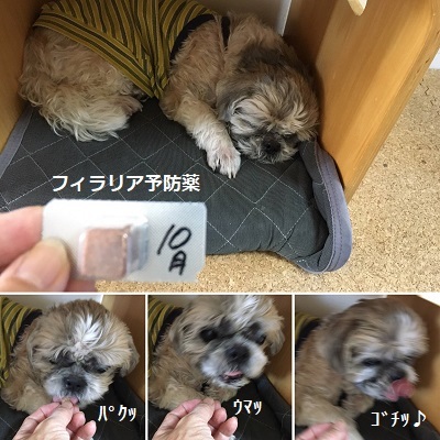 今日の王子と懐中電灯と布の罪庫w_f0372998_22322401.jpg