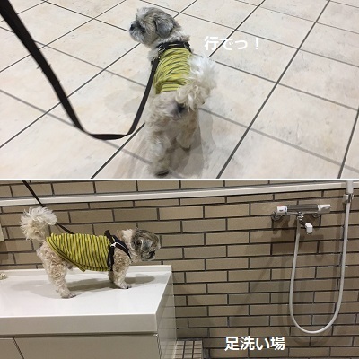今日の王子と懐中電灯と布の罪庫w_f0372998_22325844.jpg