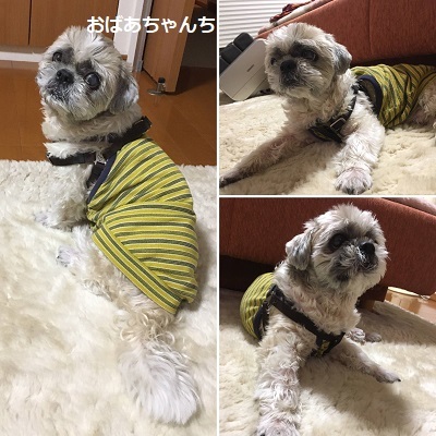 今日の王子と懐中電灯と布の罪庫w_f0372998_22330815.jpg