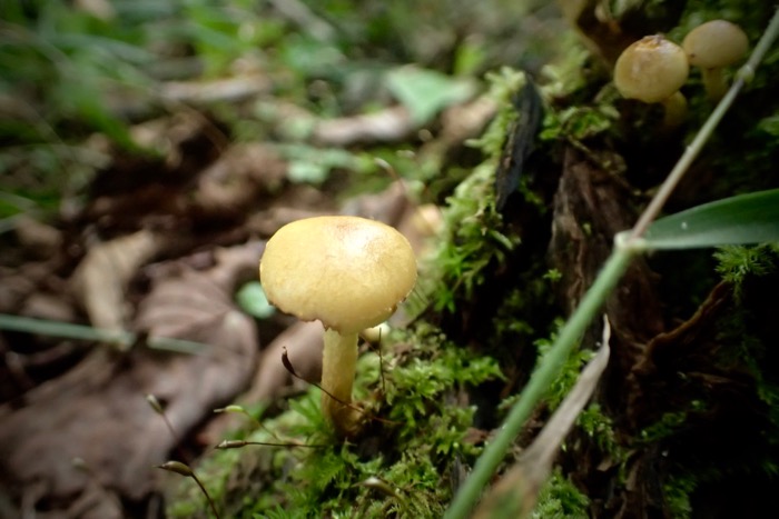 ベニタケ 紅茸 の同定 齧ってみる 良いのか 世話要らずの庭 ベニタケ 紅茸 の同定 齧ってみる 良いのか 世話要らずの庭