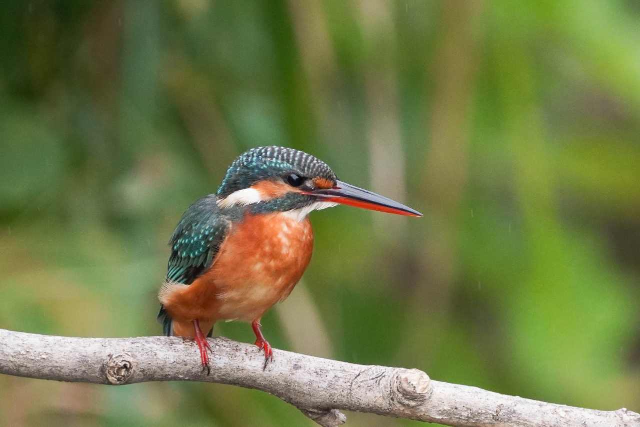 カワセミ、やっと撮らせてくれました_e0293921_18173454.jpg