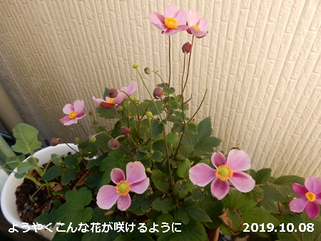 花の天敵は_e0033229_1984612.jpg