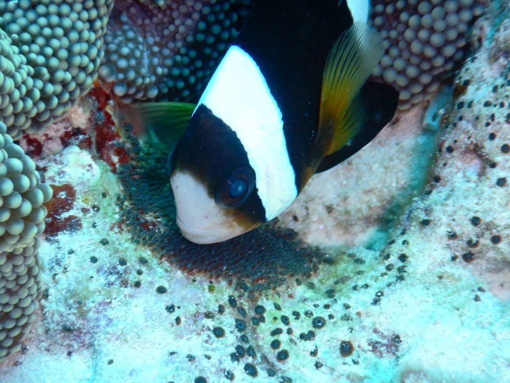 ブルーな黒島へ!(^^)!_a0189838_11085819.jpg