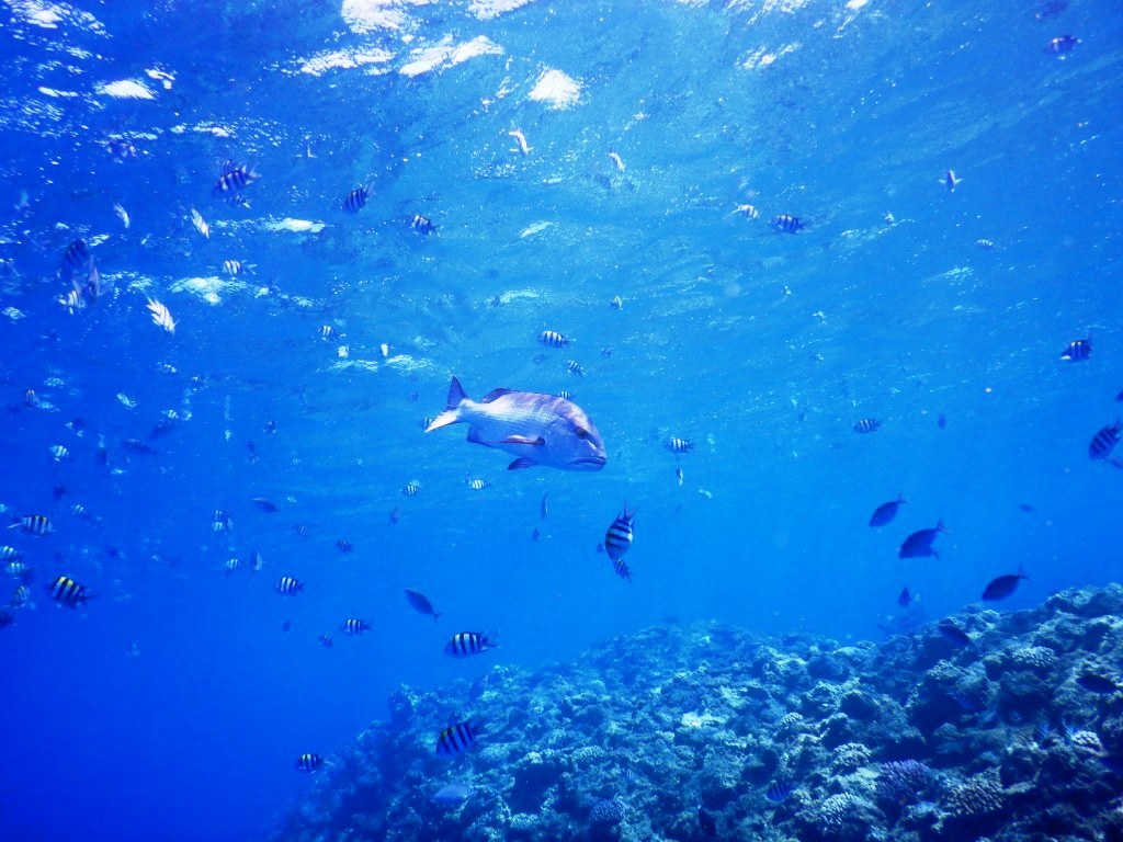 ブルーな黒島へ!(^^)!_a0189838_11131789.jpg