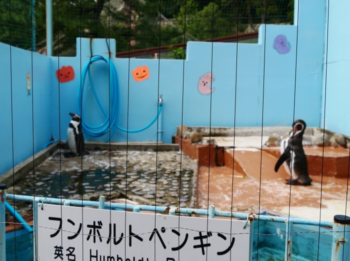 　　お城の動物園のハッピー・ハロウイン　　２０１９-１０-２９　００：００ 　_b0093754_22180575.jpg