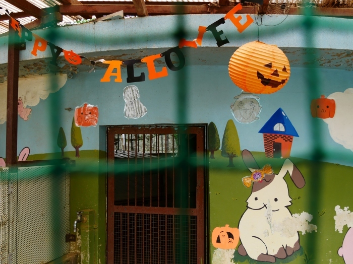 　　お城の動物園のハッピー・ハロウイン　　２０１９-１０-２９　００：００ 　_b0093754_22183351.jpg
