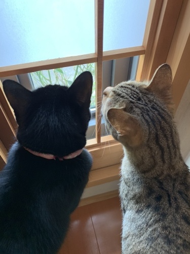 猫さんファミリー_e0358096_14480151.jpeg