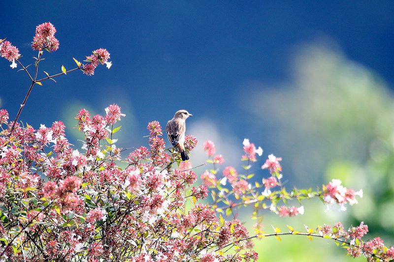 ノビタキ_f0117296_9442436.jpg