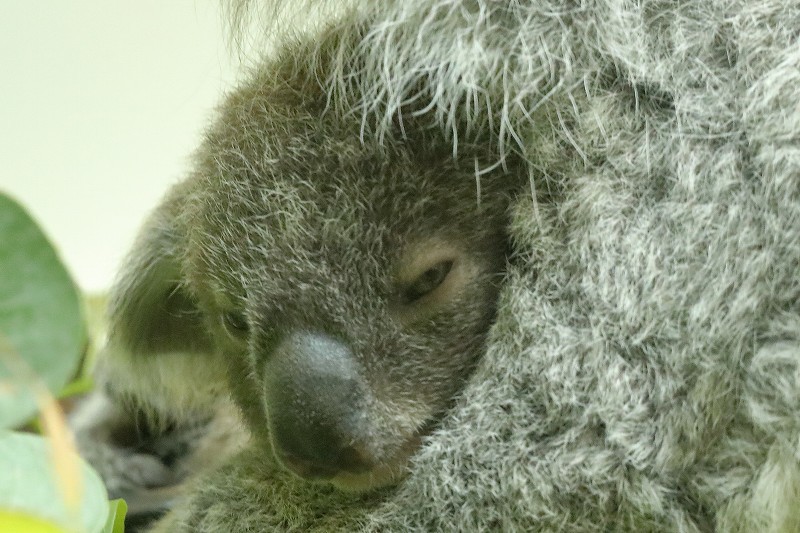 コアラのニーナの赤ちゃんが 時々お顔を見せてくれます 旅プラスの日記
