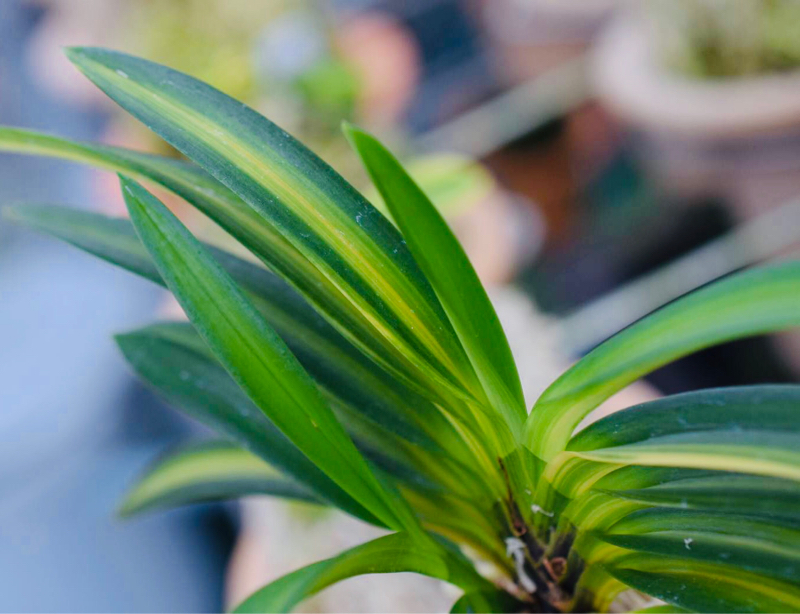 初代会長藤井さん宅に : □ サムライ オーキッド □ 富貴蘭 セレクト