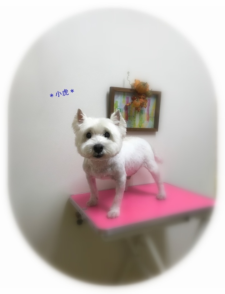 小虎くん_a0315823_18311783.jpg