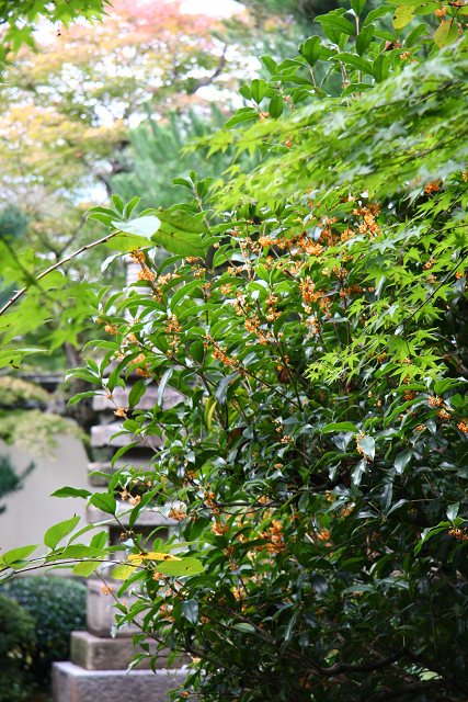 京都回顧 －鹿王院の金木犀－_b0169330_1685180.jpg